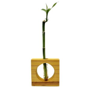 bambu-da-sorte-com-vaso-de-vidro-e-suporte-quadrado-lucky-bamboo